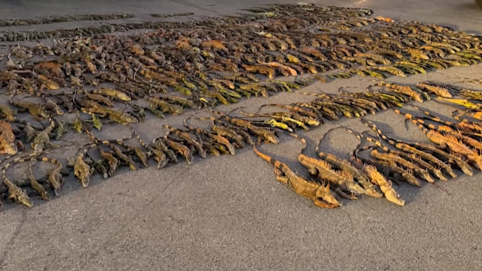 Kälteeinbruch in Florida führt zu fallenden Leguanen