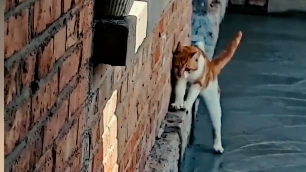 Eine clevere Katze und frischer Zement