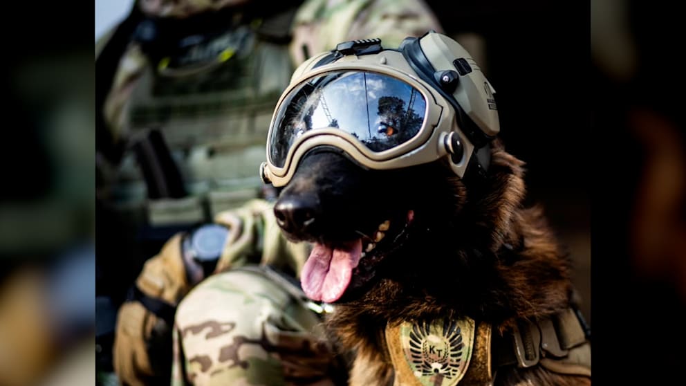 Antiterror-Hund avanciert zum Star der Warschauer Einheit