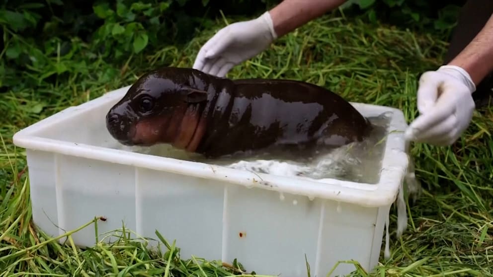 Anbaden im Berliner Zoo: Mini-Hippo eröffnet Freibad-Saison