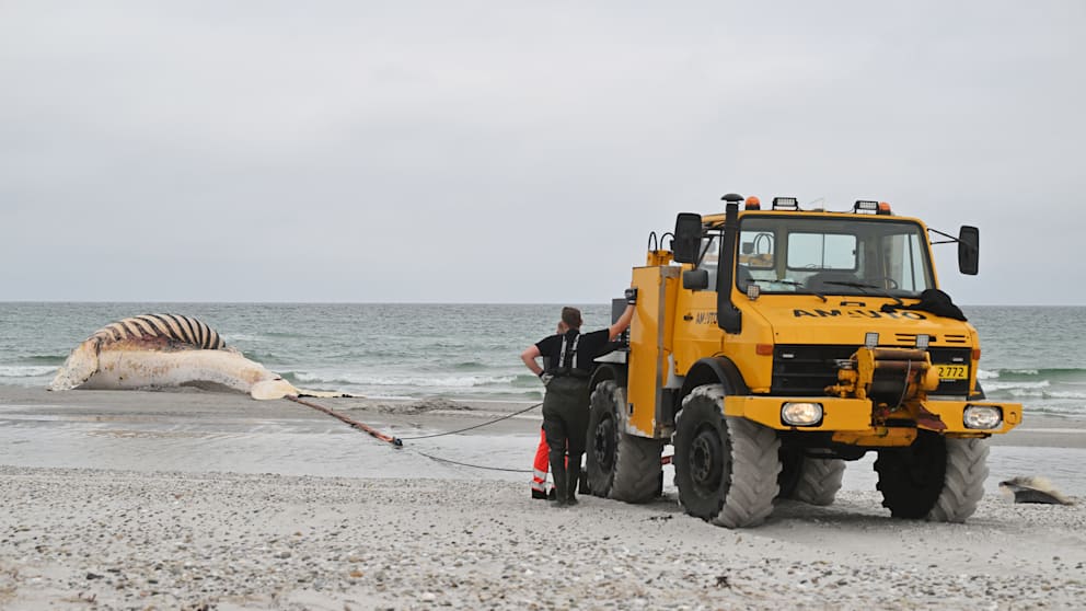Die Bergung des Wals Timmy am Strand von Anholt