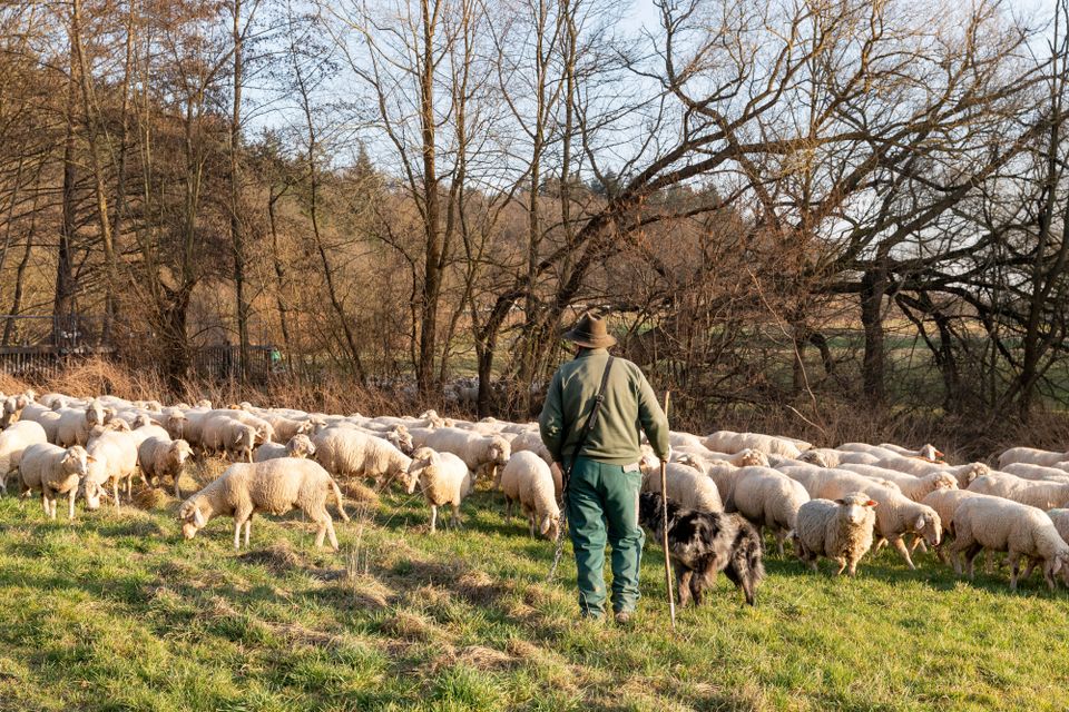 Herde Schafe stirbt bei Zugunglück in Portugal