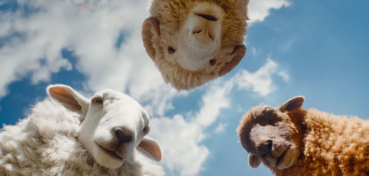 Glennkill: Ein Schafskrimi – Filmadaption im Kino