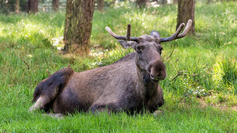 Elch-Wanderungen als TV-Tradition in Schweden
