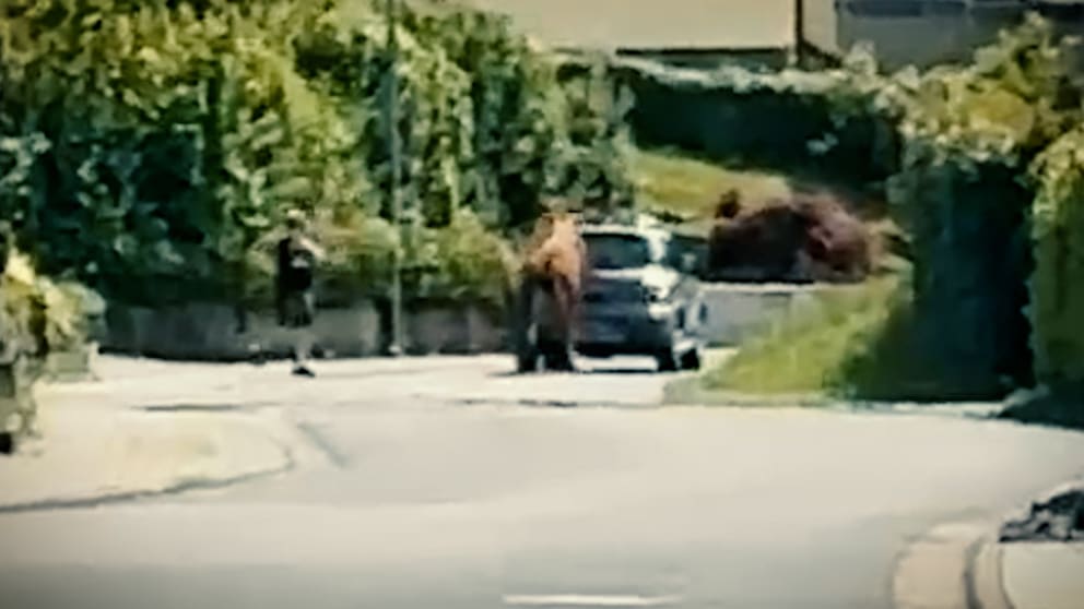 Polizeieinsatz nach Angriff eines Bullen in Hessen