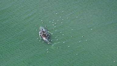 Toter Wal vor der dänischen Insel Anholt entdeckt
