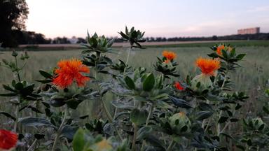 Die Bedeutung der Biodiversität im Boden und ihre Bedrohungen