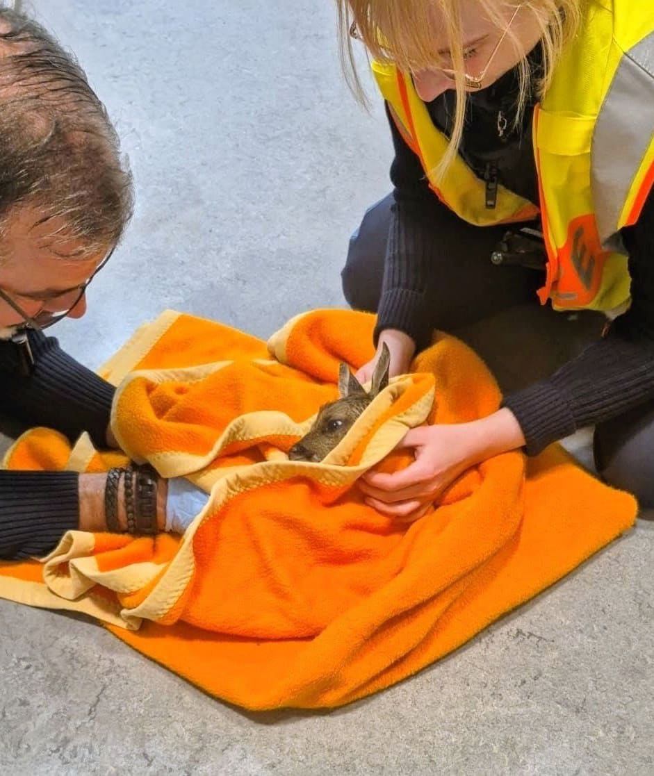 Polizisten helfen bei Rehgeburt nach Wildunfall