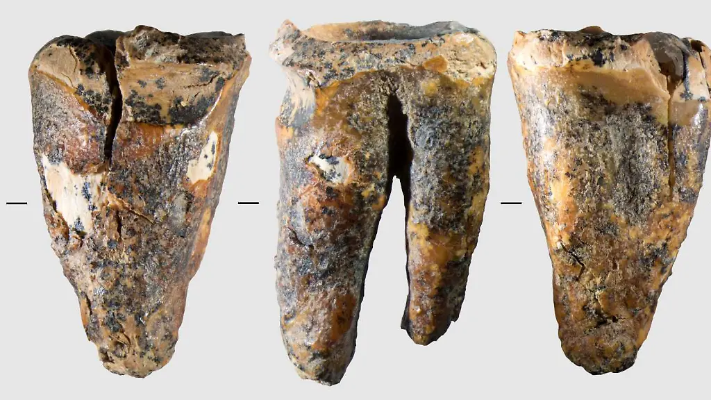 Neandertaler: Erste Zahnärzte der Menschheitsgeschichte