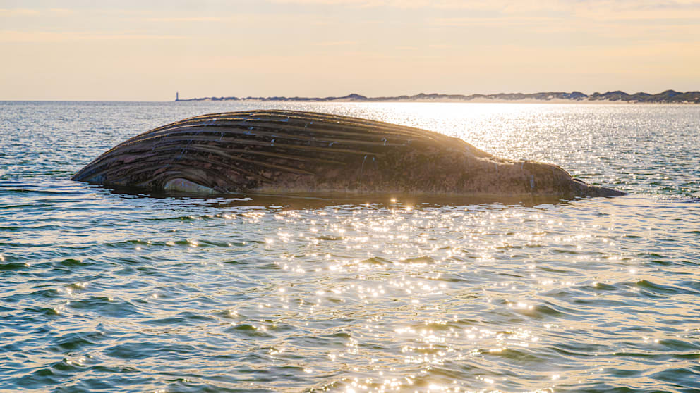 Experten entdecken neue Erkenntnisse über toten Buckelwal in der Ostsee