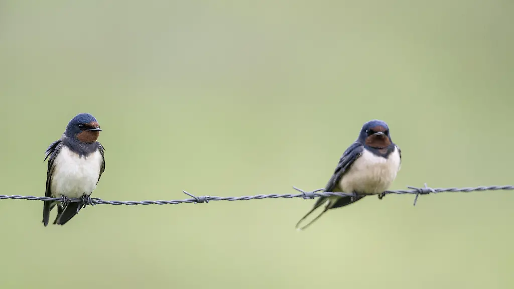 Bedrohte Garten-Vogelarten in Deutschland