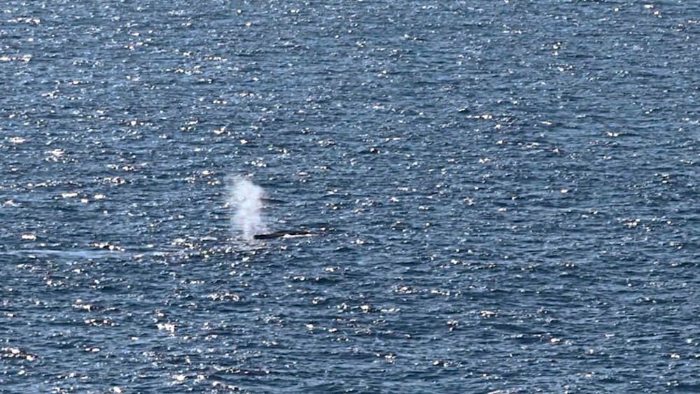 Toter Wal vor der dänischen Insel Anholt gefunden