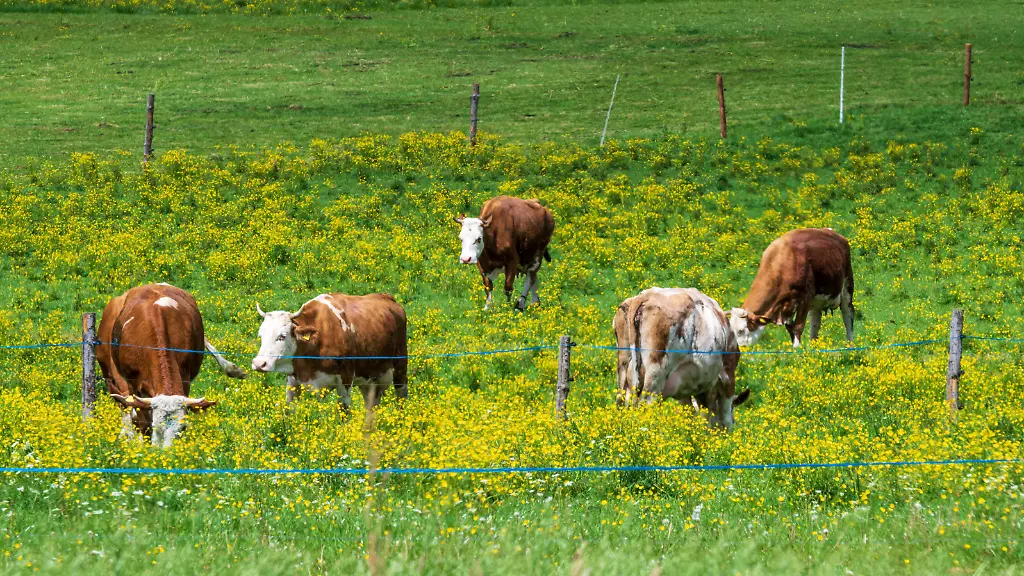 Tödlicher Angriff auf Wanderin durch Kühe in Osttirol
