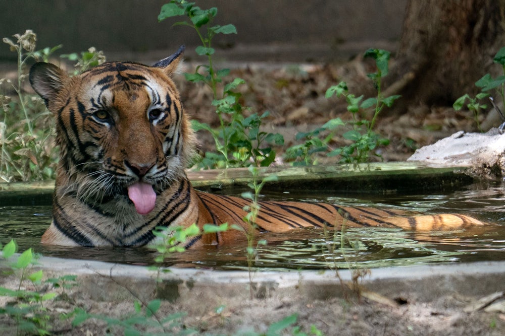 Diskussion um Indiens Nationaltier: Tiger oder Kuh?