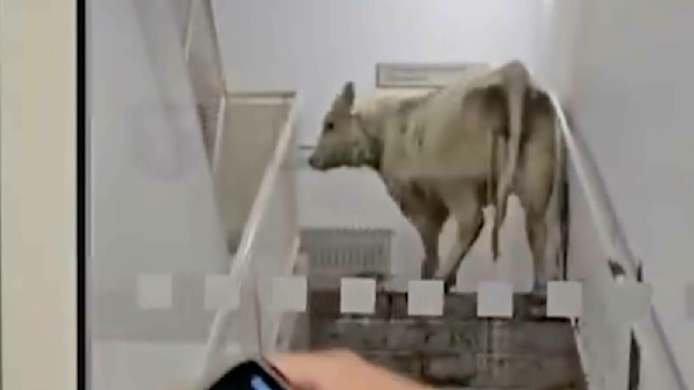 Kühe stürmen die Notaufnahme in Hessischer Klinik