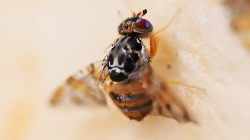 Die Mittelmeerfruchtfliege: Ein potenzieller Superschädling