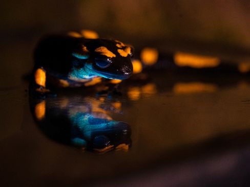 Die Entwicklung der Geräuschkulisse bei Elektroautos und die Biofluoreszenz beim Feuersalamander