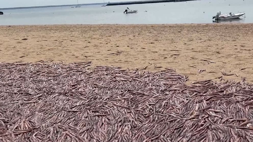Teppich des Todes in den USA: Tausende Tintenfische am Strand