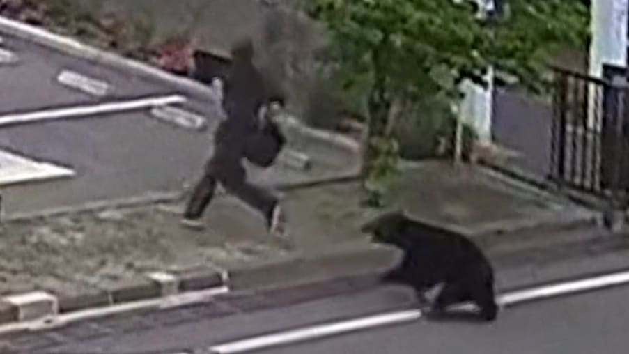 Bärenangriff in Fukushima führt zu Verletzten