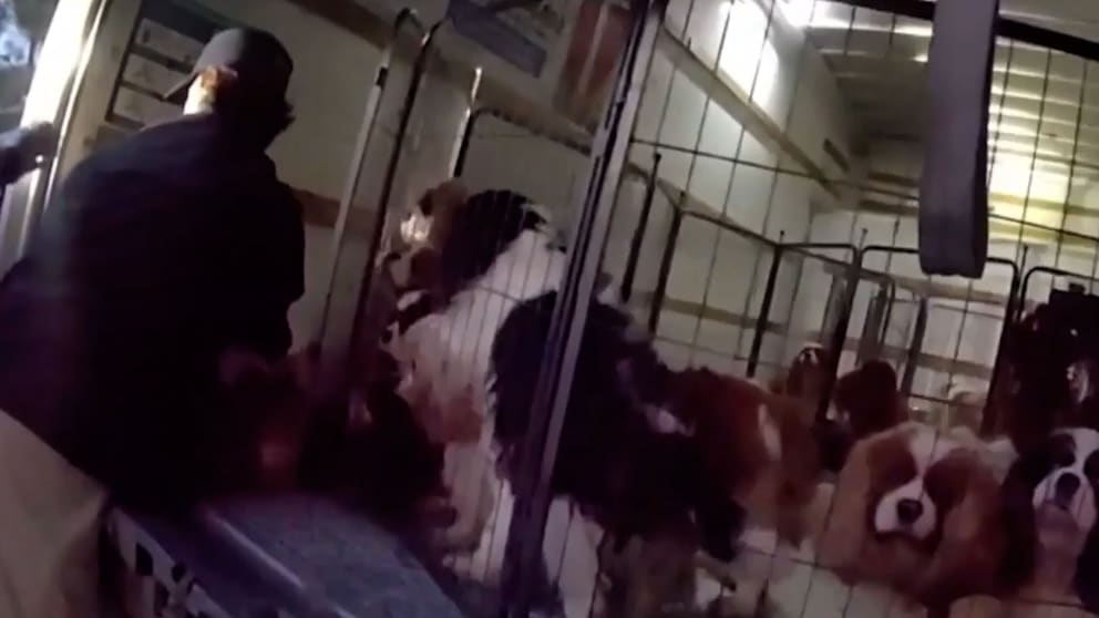 Polizei stoppt Tierquälerei: Dutzende Hunde aus Transporter gerettet