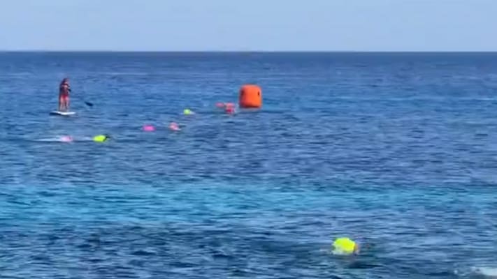 Krokodilgefahr bei Schwimmwettbewerb vor Mexikos Küste
