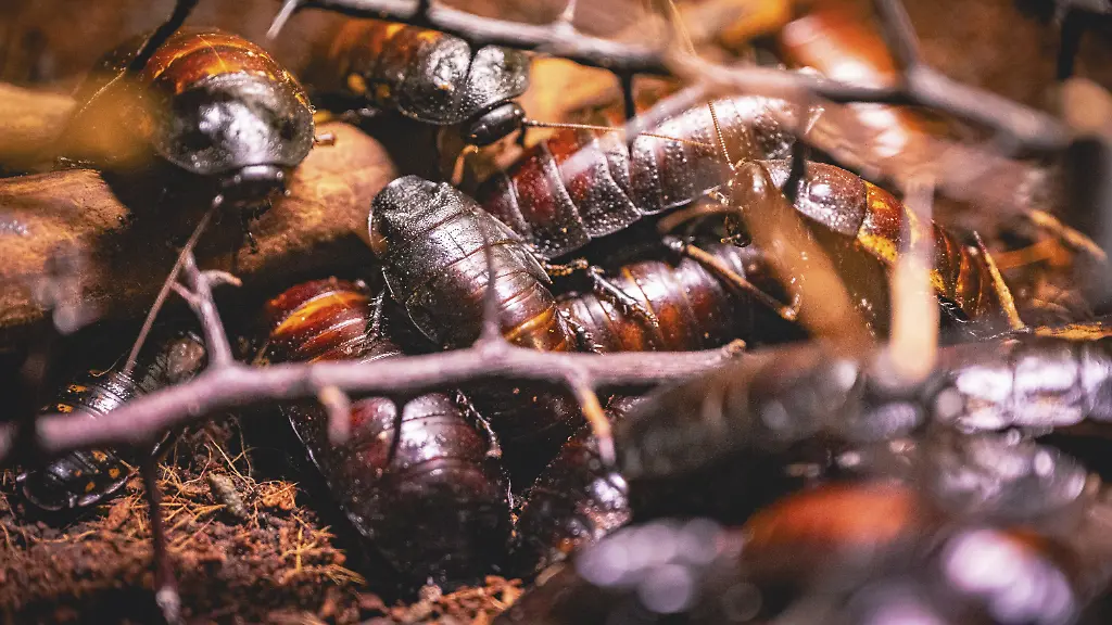 Australien beschlagnahmt 100.000 exotische Kakerlaken