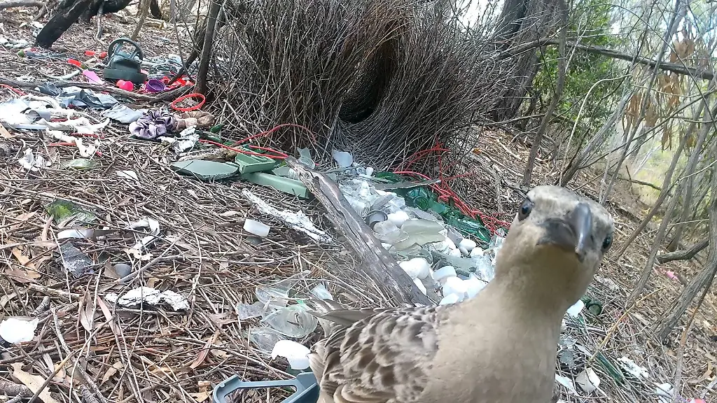 Laubenvögel in Städten: Kunstvolle Balzplätze aus Müll