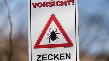 Ernte und Verarbeitung von Holunderblüten