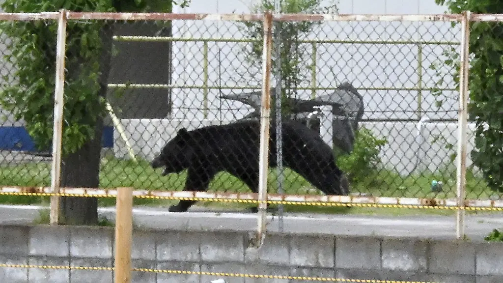 Cleverer Bär flieht in Japan nach Angriff und verschanzte sich in Fabrik