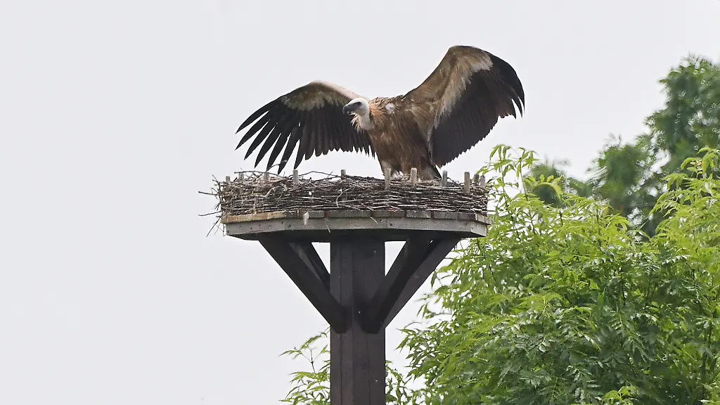Gänsegeier-Angriff auf Storchennest in Hannover