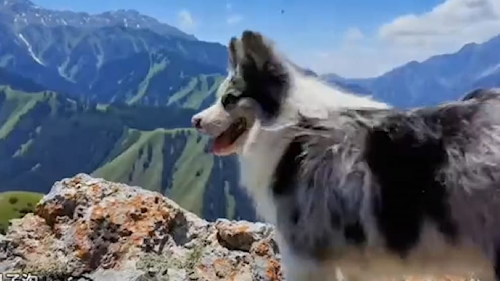 Hund mit Millionen Followern in China entführt und verkauft
