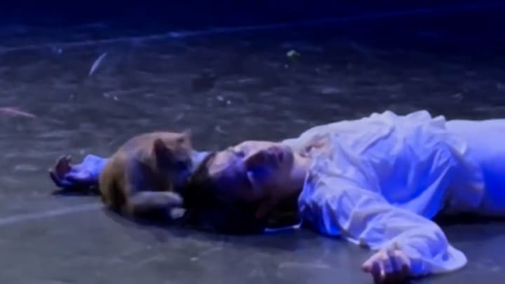 Katze stört Ballett-Aufführung von Romeo und Julia