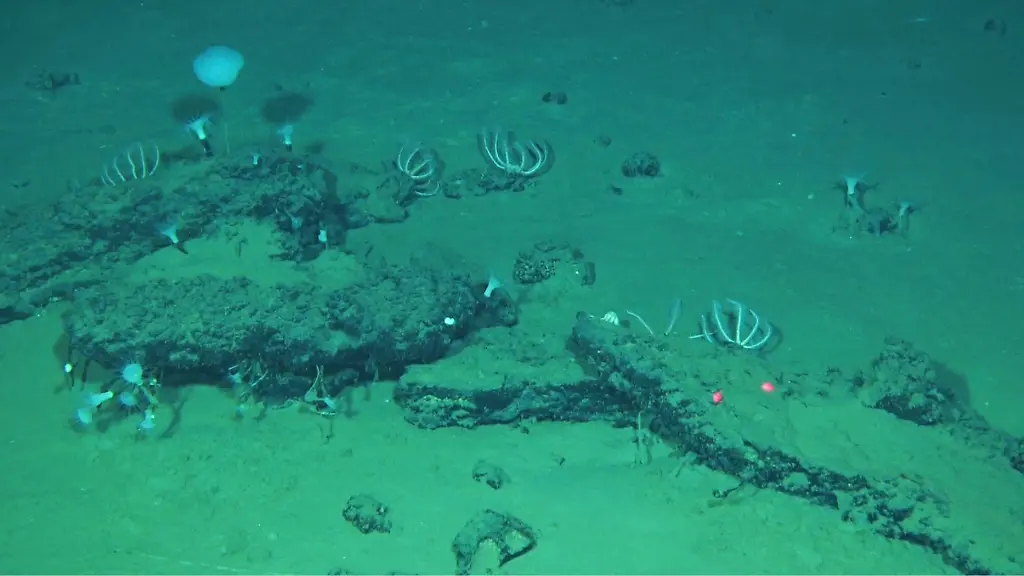 Bemerkenswerter Fund: Gigantischer Walfriedhof in der Tiefsee entdeckt