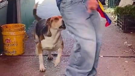 Plötzlicher Biss: Hund reagiert auf ständiges Hinterngewackel