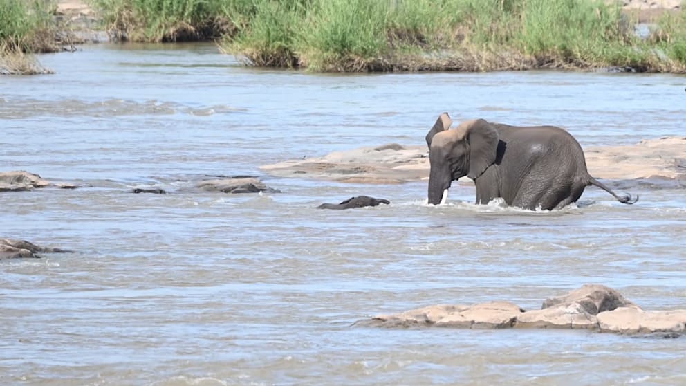 Drama im Fluss: Elefanten-Baby wird gerettet