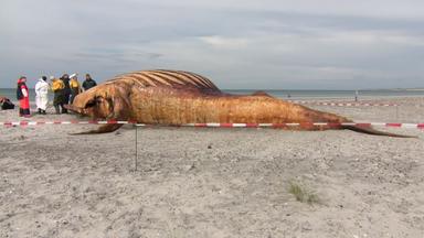 Untersuchung des Buckelwals ‘Timmy’ auf Anholt