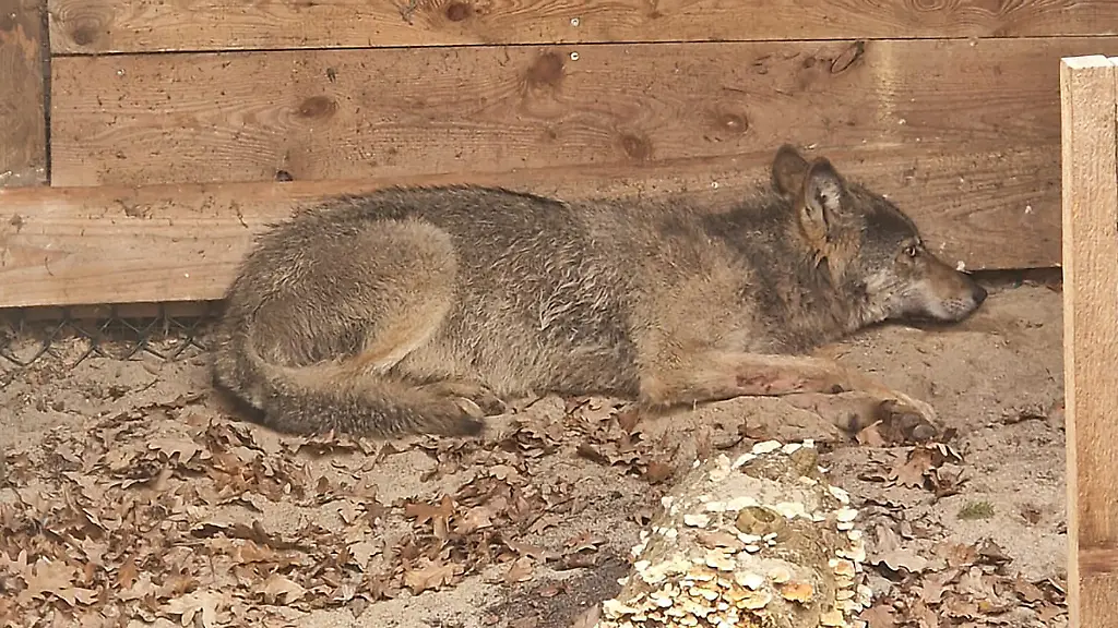 Hamburger Wolf wahrscheinlich tot: Sender zerstört?