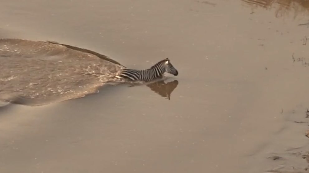 Zebra entkommt Krokodilen, wird aber Beute