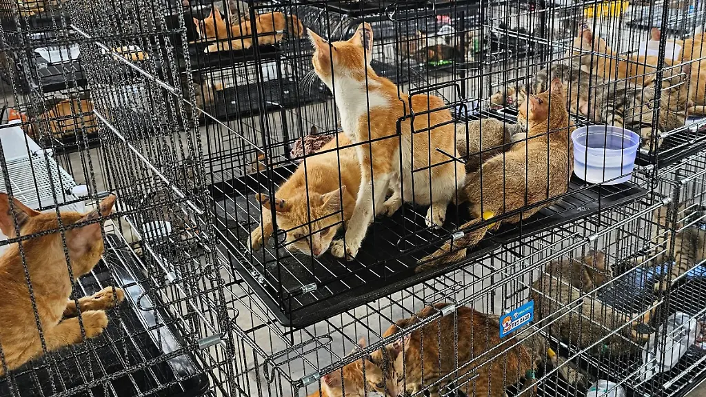 Vietnamesische Polizei zerschlägt illegales Katzenfleisch-Netzwerk