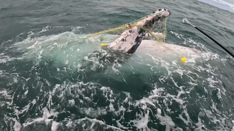 Eingefangener Buckelwal vor Australien gerettet