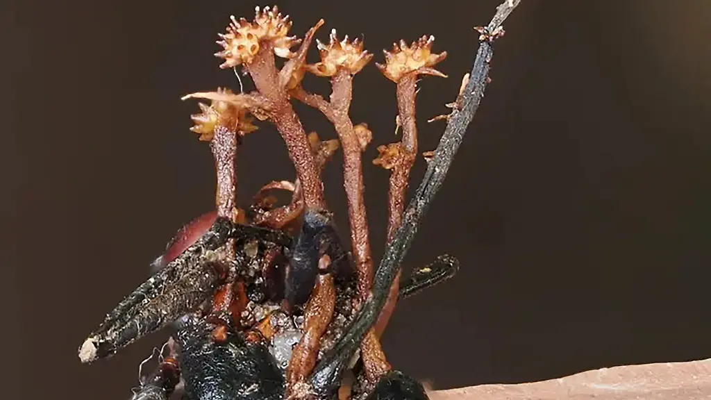 Hyperparasiten auf Borneo: Entdeckung einer neuen Pilzart