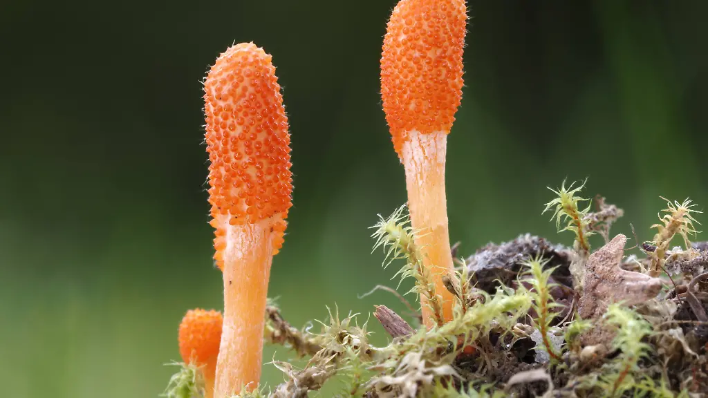 Biologisch abbaubare Materialien aus Pilzen: Fortschritte und Herausforderungen