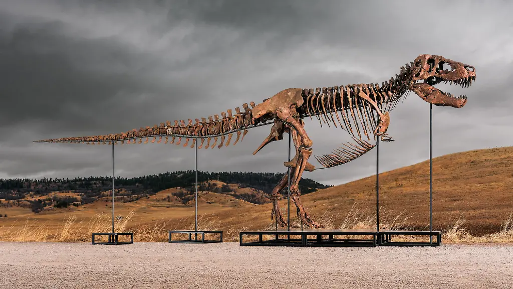 Rekordverkauf von T-Rex-Skelett ‚Gus‘ bei Auktion in New York