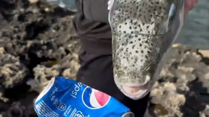 Alarmierende Verbreitung des Hasenkopf-Kugelfischs im Mittelmeer