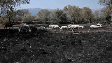 Waldbrände und Klimawandel