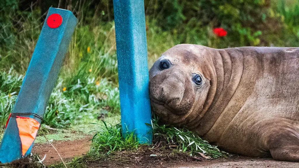 Gefährdete Internet-Berühmtheit: Der See-Elefant Neil