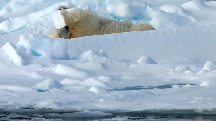 Spektakuläre Aufnahmen: Eisbär in der Arktis bei Fitnessübungen