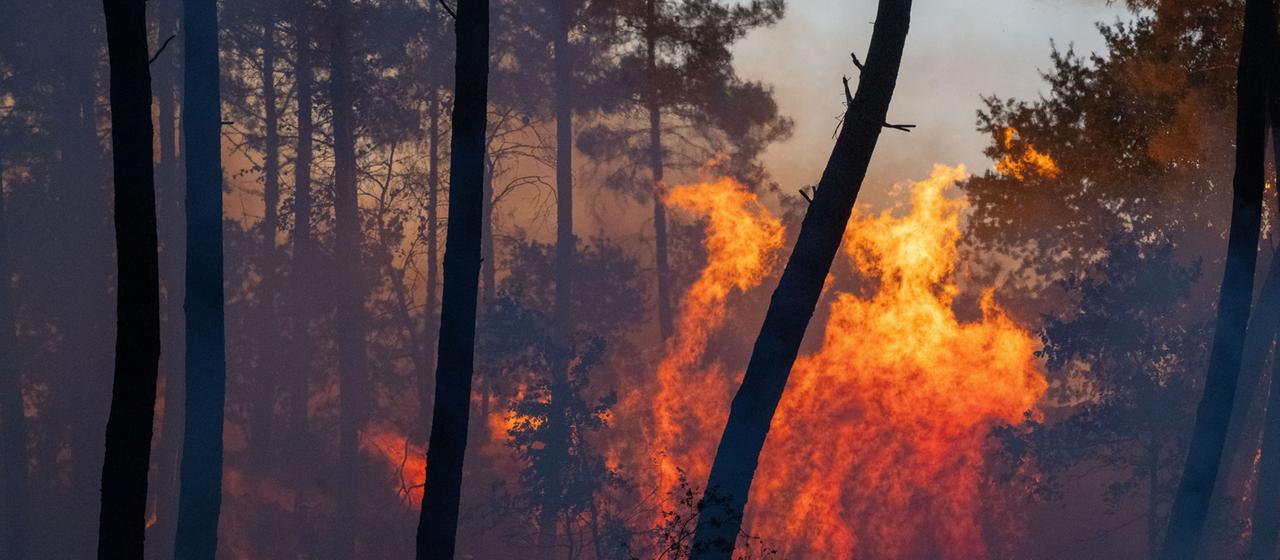 Waldbrände in Europa: Spanien und Frankreich kämpfen gegen die Flammen