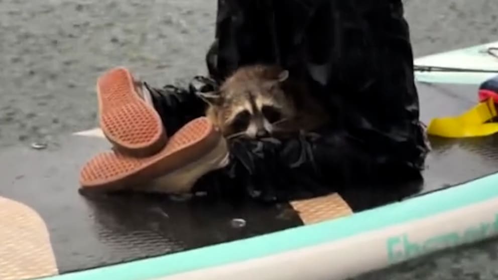 Waschbär im Fluss bei Regen: Eine unerwartete Begegnung