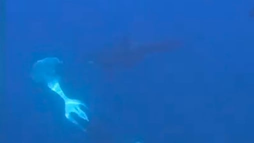 Orcas zeigen bemerkenswertes Jagdverhalten